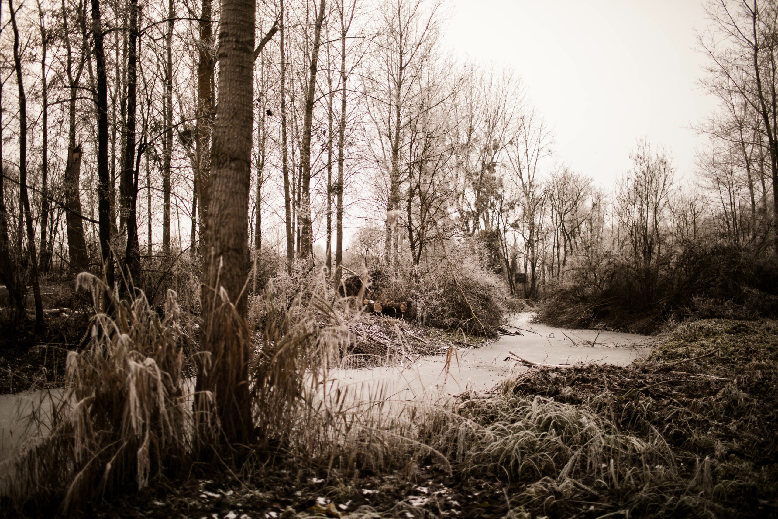 dominique borgnet photographe - tirage d'art epernay - le clos gallice