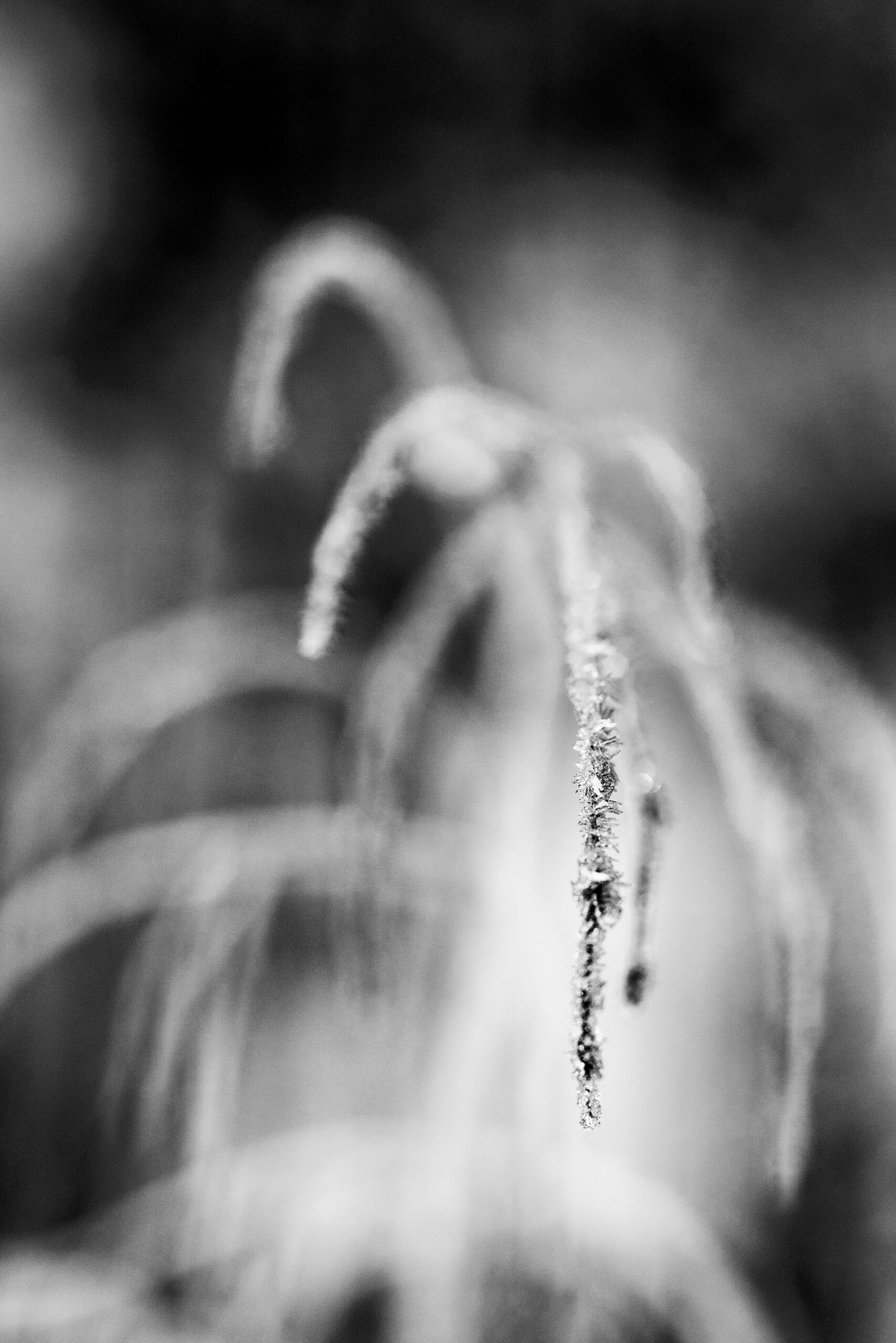 photo paysage marne - tirage d art clos gallice - photographe pernay dominique borgnet