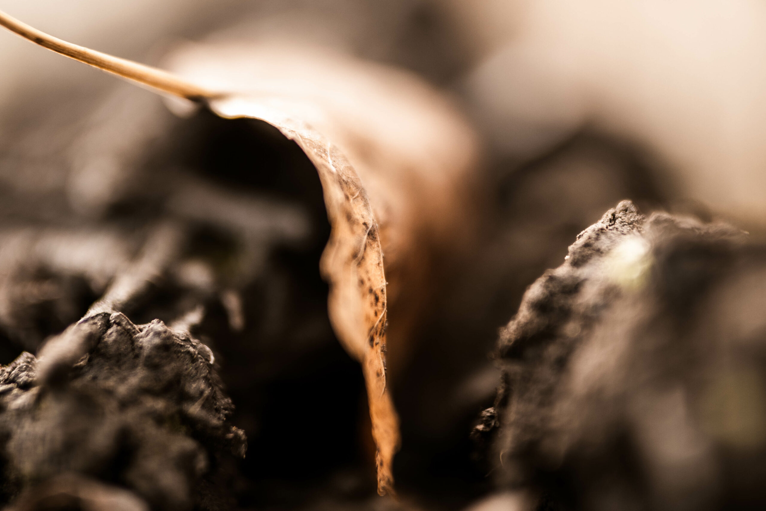 dominique borgnet photographe - tirage d'art epernay - le clos gallice