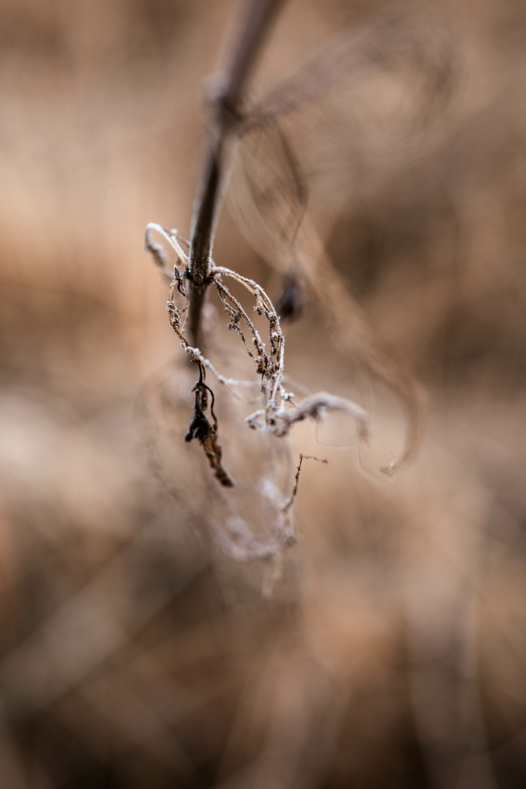 tirage d'art photographie - photos nature marne - le clos gallice epernay - dominique borgnet